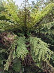 Cyathea smithii