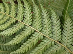 Cyathea smithii