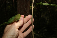 Leichhardtia longiloba
