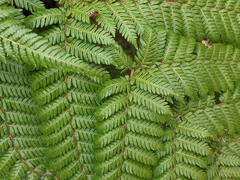 Cyathea smithii