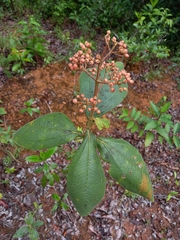 Miconia alata