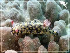 Hypselodoris infucata