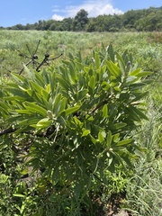 Protea gaguedi