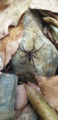 Dolomedes