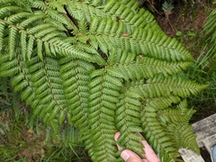 Cyathea smithii
