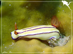 Hypselodoris emma