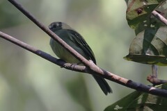 Tolmomyias sulphurescens