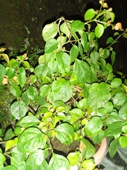 Guazuma ulmifolia