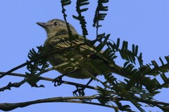 Tolmomyias sulphurescens