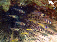 Rhynchocinetes durbanensis