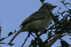 Tolmomyias sulphurescens