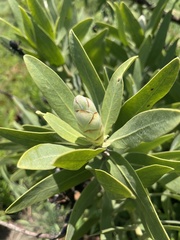 Protea gaguedi