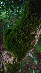 Forsstroemia trichomitria