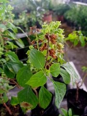 Ocimum