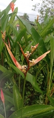 Heliconia latispatha