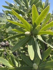 Protea gaguedi