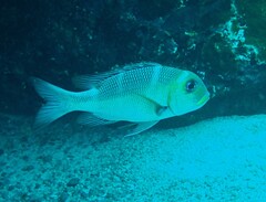 Monotaxis grandoculis