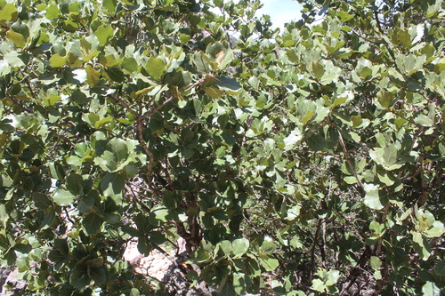 Quercus aerea