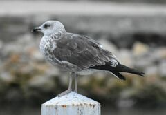 Larus fuscus