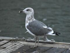 Larus fuscus