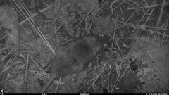 Peromyscus gossypinus