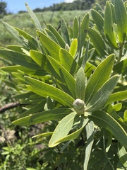 Protea gaguedi