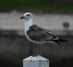 Larus fuscus