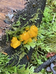 Dacrymyces