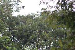 Eupsittula nana