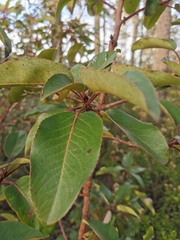 Arbutus xalapensis