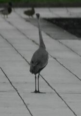Ardea cinerea