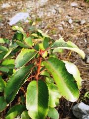 Arbutus xalapensis