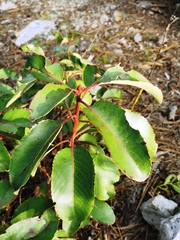Arbutus xalapensis