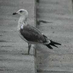 Larus fuscus