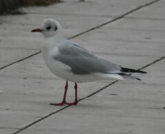 Chroicocephalus ridibundus