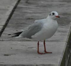 Chroicocephalus ridibundus