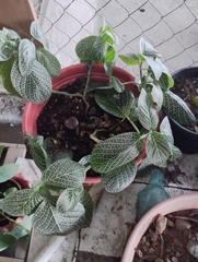 Fittonia
