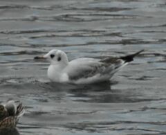 Chroicocephalus ridibundus