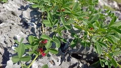Indigofera trifoliata