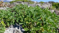 Indigofera trifoliata