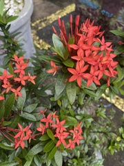 Ixora