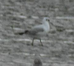 Chroicocephalus ridibundus