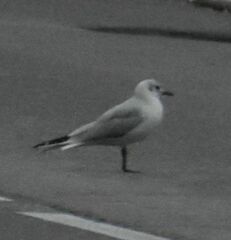 Chroicocephalus ridibundus