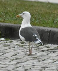Larus fuscus