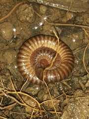 Orthoporus