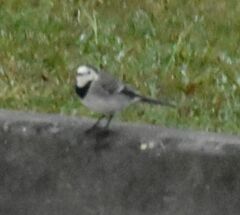 Motacilla alba
