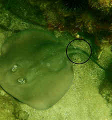 Trygonoptera imitata