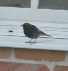 Phoenicurus ochruros