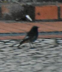 Phoenicurus ochruros