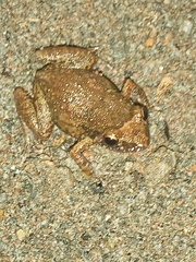 Eleutherodactylus
